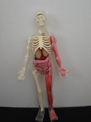 Loose SmartLab 06428 Squishy Anatomy Human Body Toy for Parts