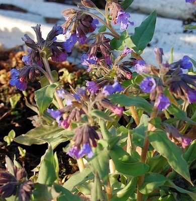Echtes Lungenkraut - Pulmonaria officinalis