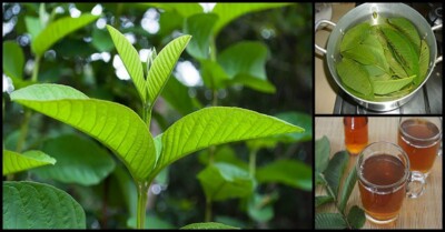 Dried Guava Leaves 100 Anti Diabetic Anti Hair Loss Fat Burner Herbal Organic
