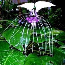 10 White Bat Orchid Flower Seeds (Tacca Integrifolia) Exotic Tropical Houseplant