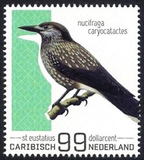 Caribbean Netherlands 2022 - St. Eustatius - Bird - Spotted Nutcracker