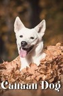 Canaan Dog: Dog breed overview and guide by Nina Pustova Paperback Book