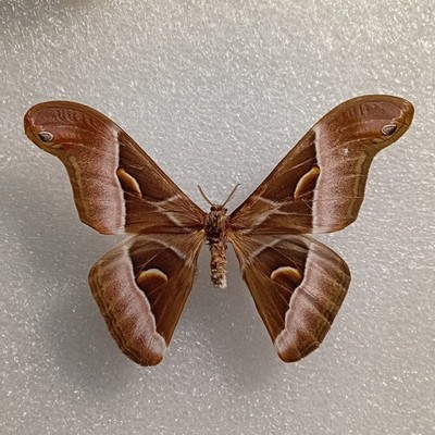 Samia cynthia, Ailanthus Seidenmottenpräparat, A1-, Flügel ausgebreitet, Insekt, Basteln