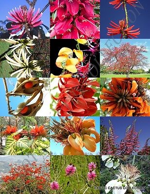 ERYTHRINA MIX, rare flower amazon CORAL TREE tropical plant 