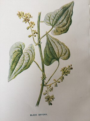 Antique Print Black Bryony Wild Flower C1900's Garden Flowers Botany Art
