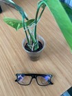 Variegated Monstera deliciosa large form - Monstera aurea reflective insulation — photo 7