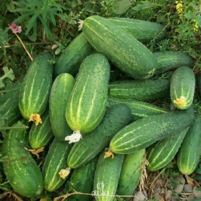 Phönixgurke 20 Stück frische Samen, Cucumis sativus organ Samen
