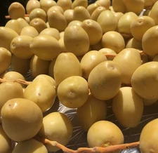 14 LB YELLOW BARHI DATRS ... CALIFORNIA  GROWN. VARIABLE SIZE