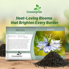 2000 Seeds Cumin Seeds - Black Cumin Herb Seed