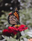Digital Image Picture Photo Pic Wallpaper Butterfly Perching on Red Flowers