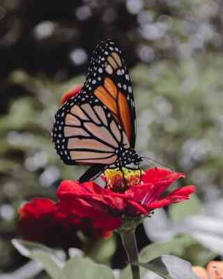 #ad #ad Digital Image Picture Photo Pic Wallpaper Butterfly Perching on Red Flowers $0.99