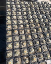 4.5~6cm Caci Self Rooted Random Garde