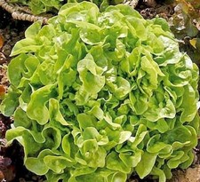Laitue feuille de chene 100 graines bio
