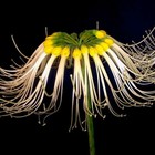 Amazing, rare Eucrosia mirabilis! - Endangered Amaryllis relative — photo 1