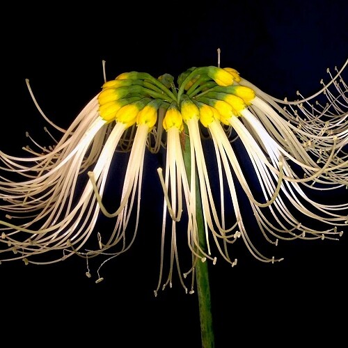 Amazing, rare Eucrosia mirabilis! - Endangered Amaryllis relative