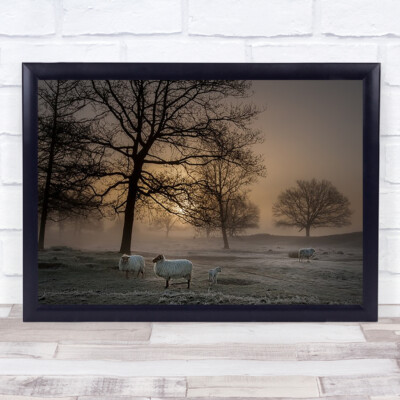 Nebeliges Morgenschaf Tier Sonne früher Nebel Nebel Wandkunstdruck