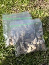 Small Owl Pellets