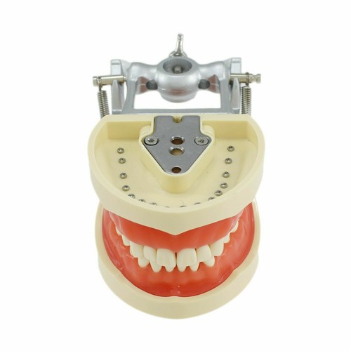 NISSIN 200 Style Dental Typodont Model 32 Removable Teeth Restoration Practice - Picture 3 of 28