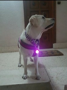collar flashlight