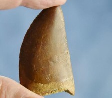 Large Carcharodontosaurus African T-rex Tooth 2.0