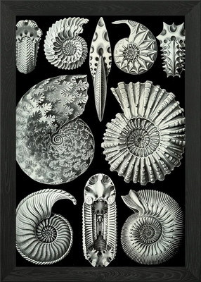 Haeckel Ammonitida Framed Wall Art Poster Canvas Print Picture