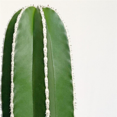 High8-10cm cactus Succulent plant Stenocreus marginatus Home decoration Plants