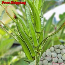 Clemson Spineless Okra Seeds | Gumbo, Lady's Fingers, Clemson Okra Seeds | Seeds