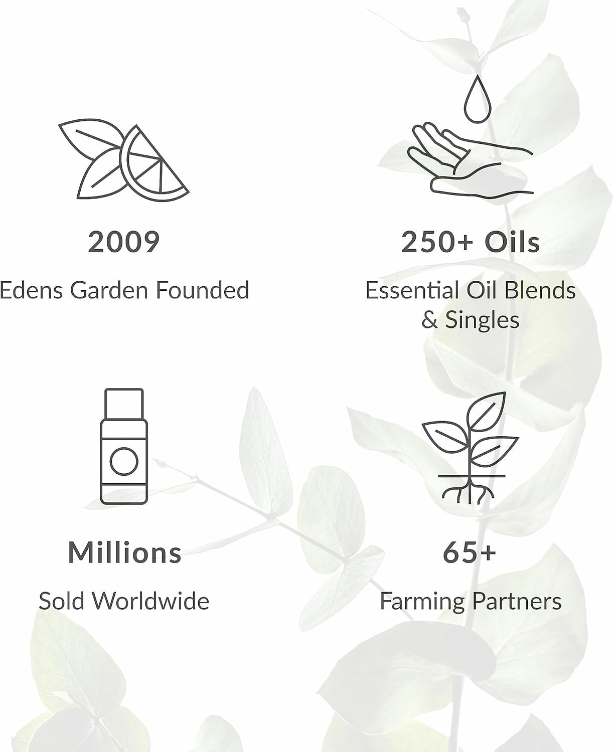 Oregano Essential Oil- 100% Pure  Grade, Undiluted, Natural, Therapeutic, Aro... thumbnail 7