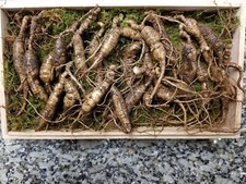 American Fresh Wild Ginseng Appalachian Mountain Organic 30 40 Years Old, 23 pcs