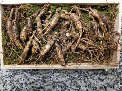 American Fresh Wild Ginseng Appalachian Mountain Organic 30~40 Years Old, 23 pcs