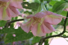 5 Heirloom Pink Angels Trumpet Seeds Brugmansia suaveolens
