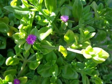 10 Cuttings Aptenia cordifolia Purple Pink Apple Ice Plant' 'Baby Sun Rose' 5"-7