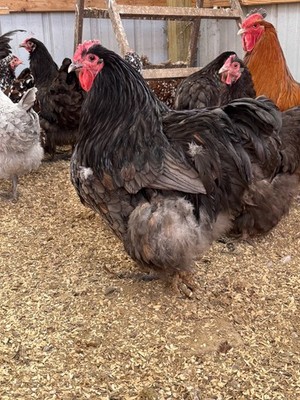 12++ TRUE Big Fluffy English Orphington Hatching Eggs
