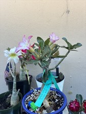 Adenium Live Plant With Beautiful Flowers Pink Stripes Exotic Succulent