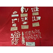 FHSUZ11 - young Skunk real skeleton professionally cleaned