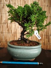 Bonsai di Ginepro Itoigawa h 25cm Visita il mio negozio!