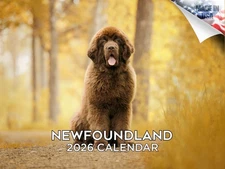 Newfoundland Dog Breed Calendar 2026 12x18 Made in USA