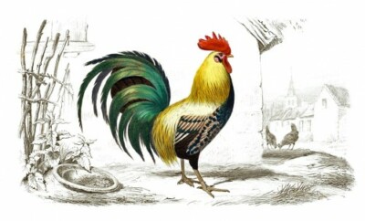 Antique Rooster Illustration Cotton Crazy Quilt Block Sewing Embellishment R38