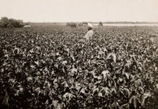 Man stands a large tobacco field unspecified location 1930 Old Photo