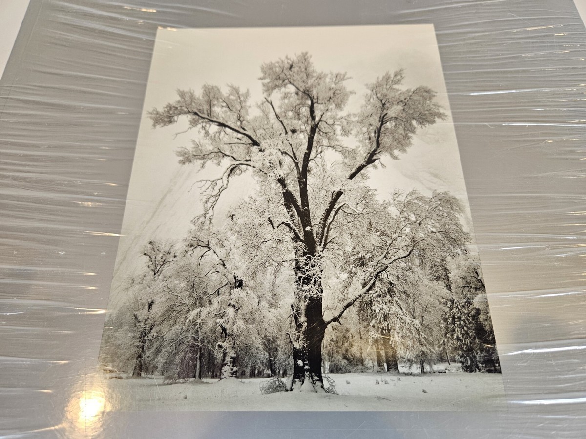 Ansel Adams At 100 Art Softcover John Szarkowski Black White