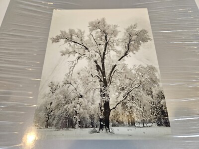 Ansel Adams At 100 Art Softcover John Szarkowski Black White