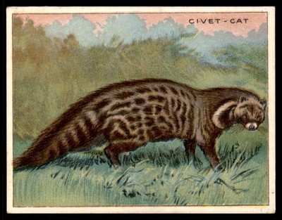 Civet-Cat 1909 T29 animals Hassan Cigarettes