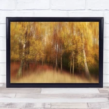 Autumn Colour Colors Tree Trees Birch Birches Leaf Leaves Grass Print - 1433300