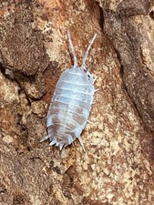 15 Isopods   Milkback Isopods Porcellio laevis 