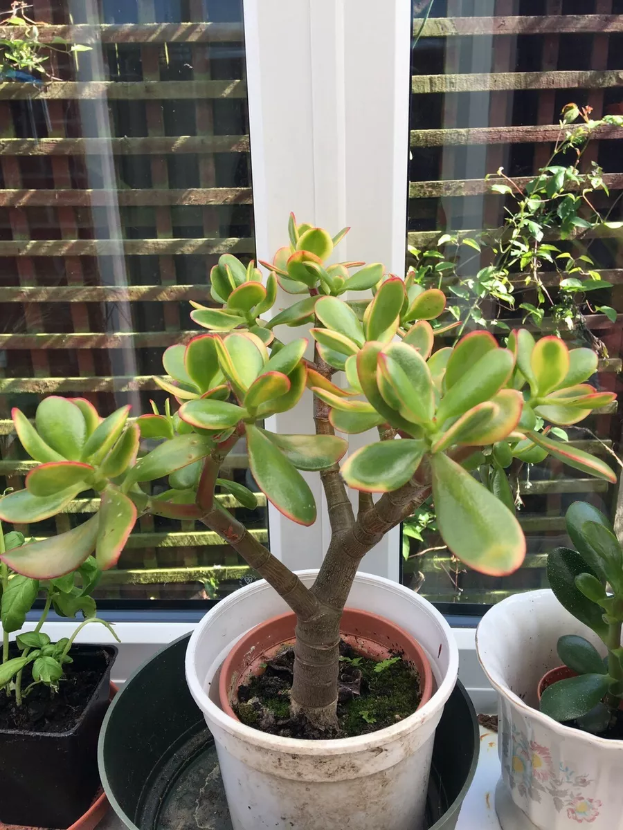 Money plant succulent deals