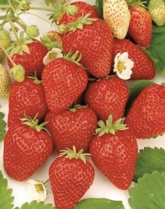 100 Graines De FRAISE MOUNT EVEREST De Mon Jardin RARE !! Seeds