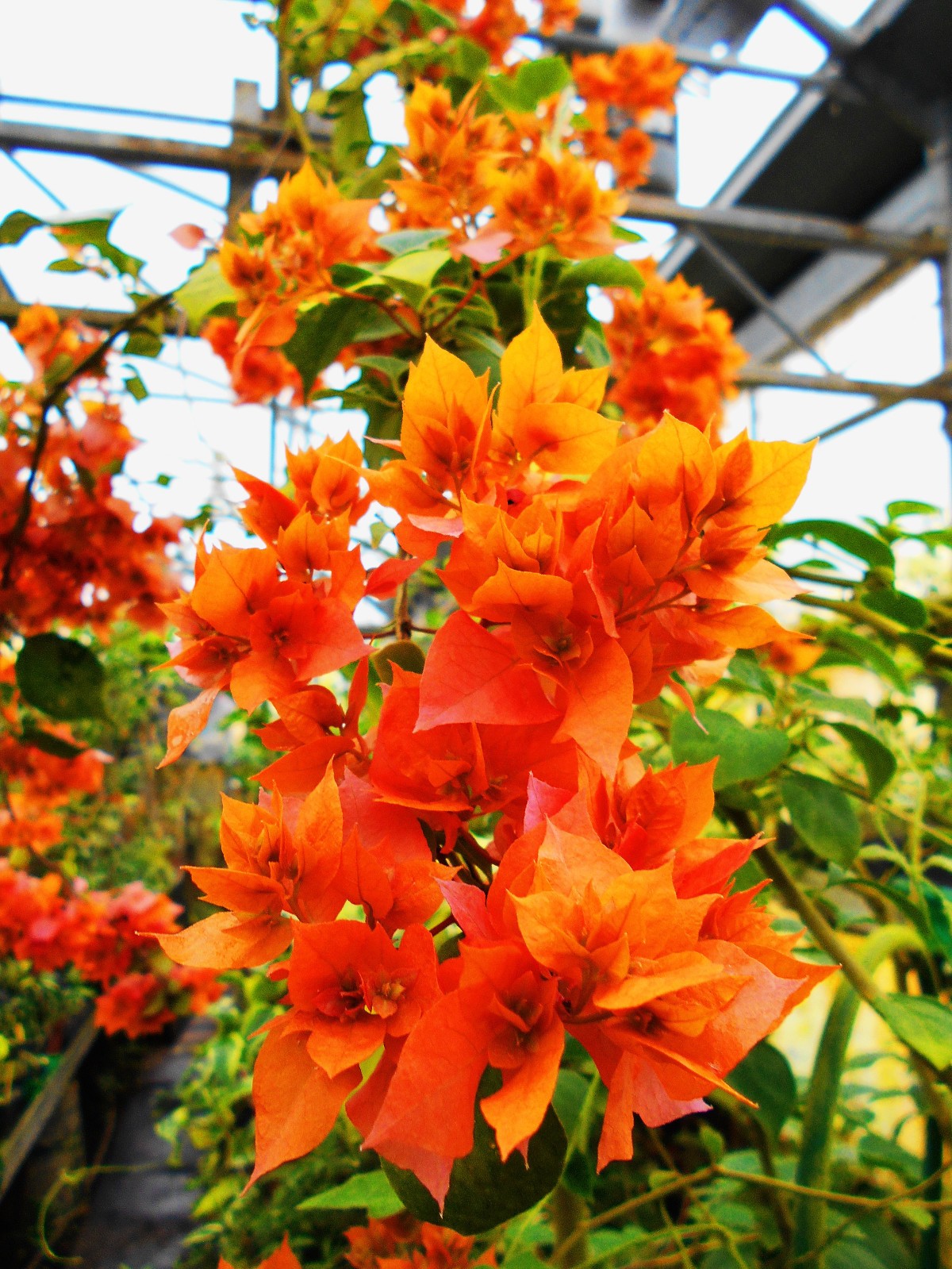 Bougainvillea Thai Gold créez une terrasse méditerranéenne ensoleillée avec ce duo grimpant