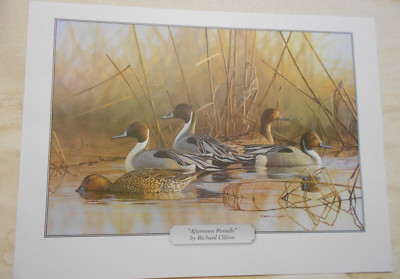 Ducks Unlimited Print ''Afternoon Pintails'' by Richard Clifton 8'' x 10'' New NICE!