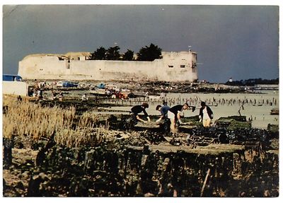 CPSM GF 17 - Le FORT D'ENET (Charente Maritime) - Oyster Harvest at Pointe