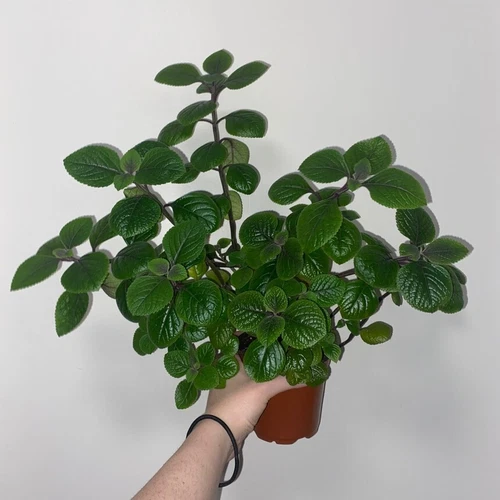 Swedish Ivy - Thumbnail 4